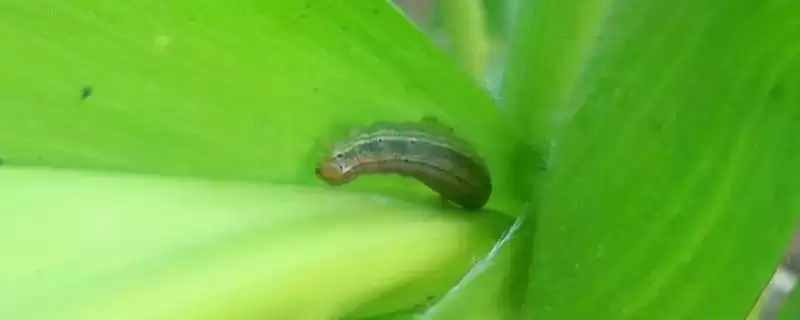 玉米粘虫的危害(玉米粘虫会造成哪些危害)？-会东网
