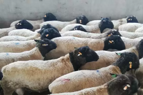 羊吃太多料不反刍如何解决(羊吃多料不反刍该怎么解决)？插图3