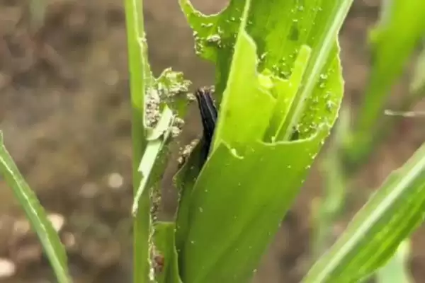 玉米粘虫的危害(玉米粘虫会造成哪些危害)?插图2 玉米粘虫的危害(玉米粘虫会造成哪些危害)?插图2