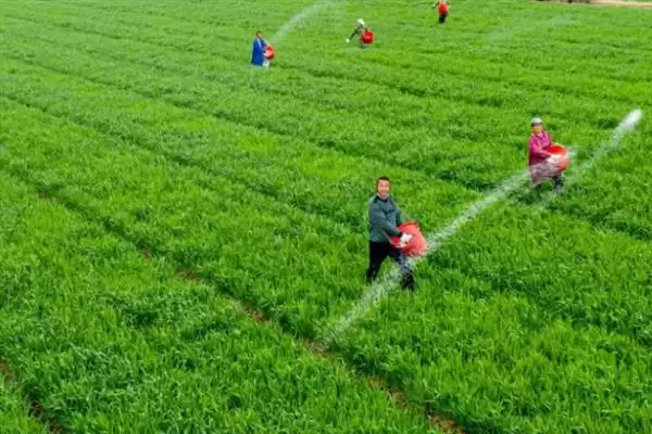 小麦后期喷微肥增产增重:锌肥等微肥要点?插图5 小麦后期喷微肥增产增重:锌肥等微肥要点?插图5