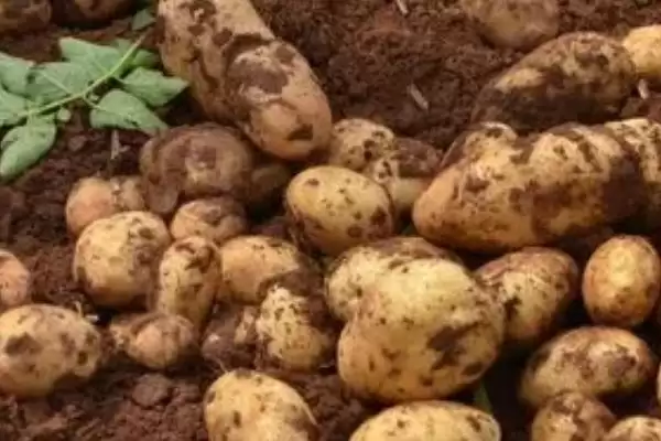 洋芋是不是土豆(洋芋与土豆是同一物吗)?插图3 洋芋是不是土豆(洋芋与土豆是同一物吗)?插图3