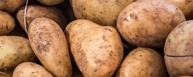 洋芋是不是土豆(洋芋与土豆是同一物吗)?-会东网