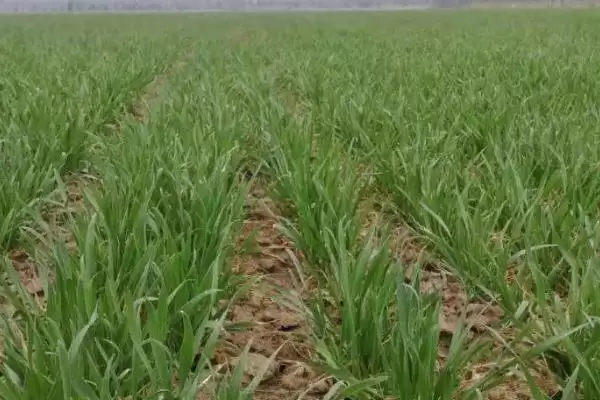 小麦返青发黄原因:脱肥、受冻等原因要点?插图3 小麦返青发黄原因:脱肥、受冻等原因要点?插图3