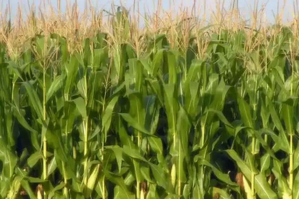 郑甜66玉米品种有啥特性(郑甜66玉米品种5月下旬至6月中旬播种)?插图2 郑甜66玉米品种有啥特性(郑甜66玉米品种5月下旬至6月中旬播种)?插图2