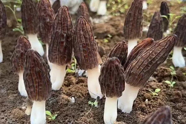 在大田里种植羊肚菌的方法(大田种植羊肚菌的方法有哪些)？插图1