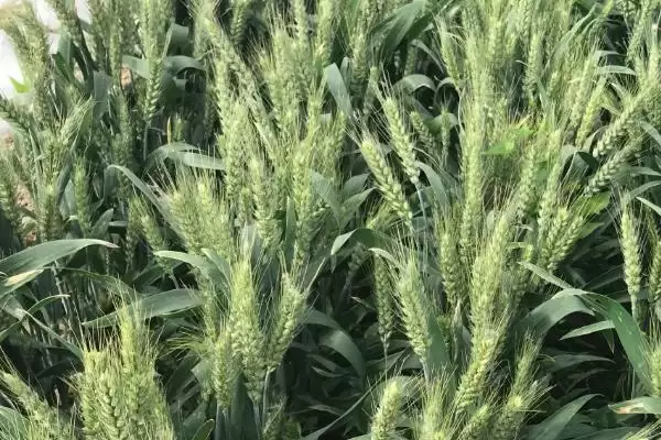 青农1604小麦种子抗病特性(青农1604中抗叶锈病)?插图1 青农1604小麦种子抗病特性(青农1604中抗叶锈病)?插图1