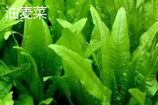 油麦菜和莴笋叶区别及外观差异分析(油麦菜和莴笋叶有啥区别及外观差异)?插图1 油麦菜和莴笋叶区别及外观差异分析(油麦菜和莴笋叶有啥区别及外观差异)?插图1