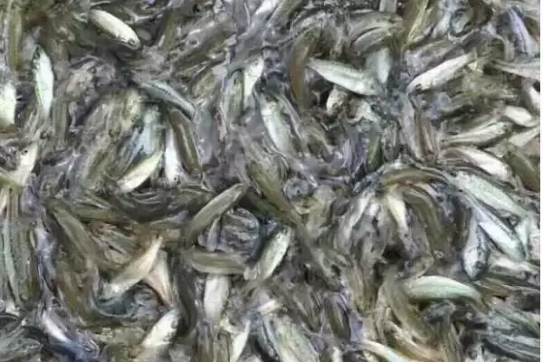 淡水鲈鱼的养殖具体方法(淡水鲈鱼如何养殖,需根据水色和透明度及时加注新水)?插图3 淡水鲈鱼的养殖具体方法(淡水鲈鱼如何养殖,需根据水色和透明度及时加注新水)?插图3