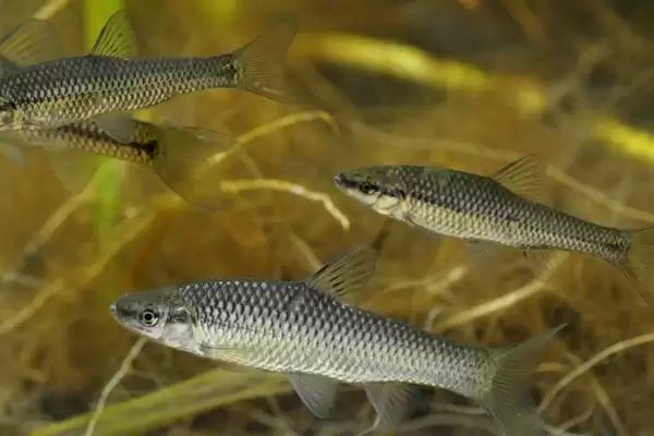 麦穗鱼简介(麦穗鱼原产地主要是亚洲)？插图1