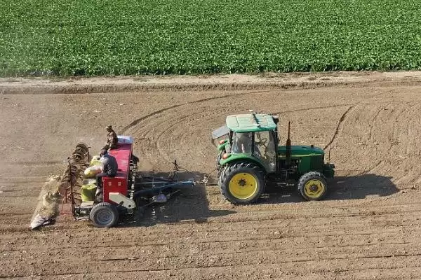 小麦适宜播种量及半冬性品种播种量(小麦适宜播量多少及半冬性品种)？插图2