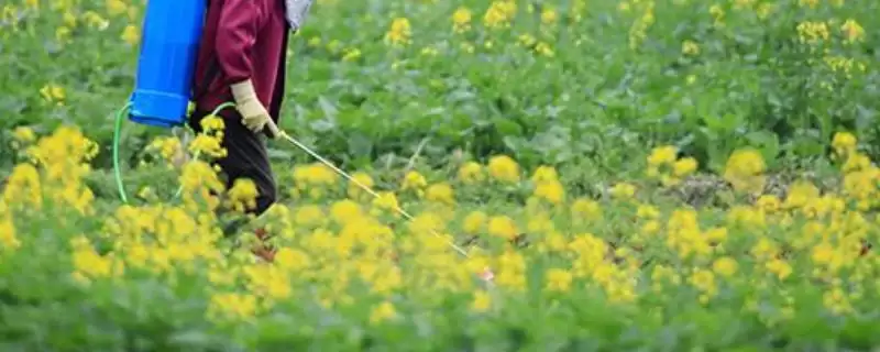 草除灵防治对象及野燕麦等杂草灭杀(草除灵的防治对象有哪些及杂草灭杀)？-会东网
