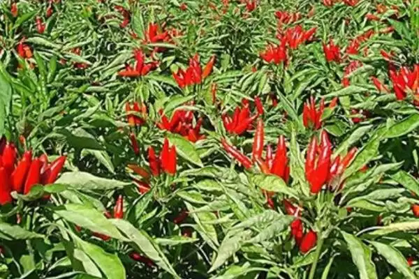 朝天椒种植密度及合理选择要点(朝天椒种植密度如何及合理选择要点)?插图1 朝天椒种植密度及合理选择要点(朝天椒种植密度如何及合理选择要点)?插图1