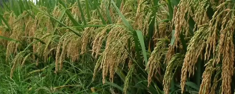 谷优3301水稻品种应适时提早播种(谷优3301水稻品种适时提早播种有何道理)？-会东网