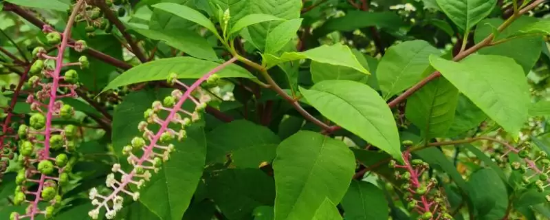 商陆繁殖技术介绍(商陆可播种或定植肉根繁殖)？-会东网