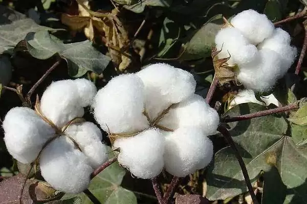 科欣2号棉花种子特征特性、生育期(科欣2号棉花种子特征特性，生育期129天)？插图3