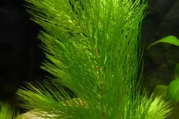 红蝴蝶水草养殖难度相关情况(红蝴蝶水草好不好养,栽培有一定难度)?插图6 红蝴蝶水草养殖难度相关情况(红蝴蝶水草好不好养,栽培有一定难度)?插图6