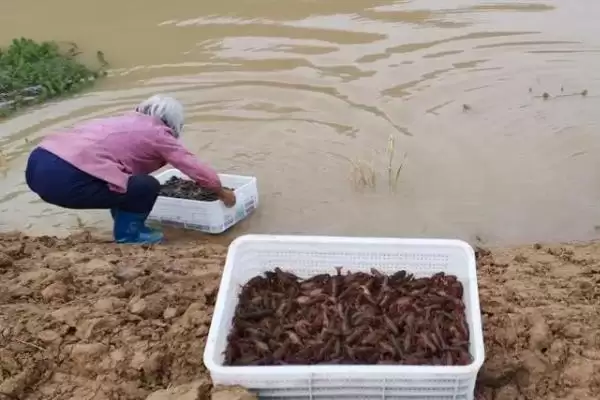 龙虾养殖基地分布介绍(湖南、重庆等地有龙虾养殖基地)?插图5 龙虾养殖基地分布介绍(湖南、重庆等地有龙虾养殖基地)?插图5