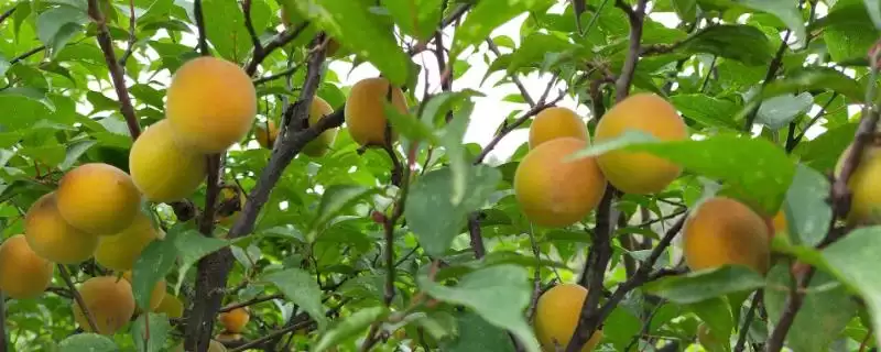 梅子黄时季节介绍(梅子黄时季节因地理位置不同而不同)？-会东网