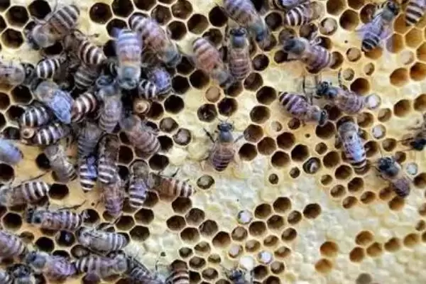 蜜蜂巢虫防治方法介绍(蜜蜂巢虫防治需及时更换新脾)？插图1