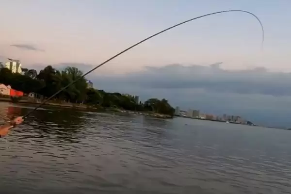 钓甲鱼方法及鱼竿要求相关说明(怎么钓甲鱼及对鱼竿要求说明)?插图8 钓甲鱼方法及鱼竿要求相关说明(怎么钓甲鱼及对鱼竿要求说明)?插图8