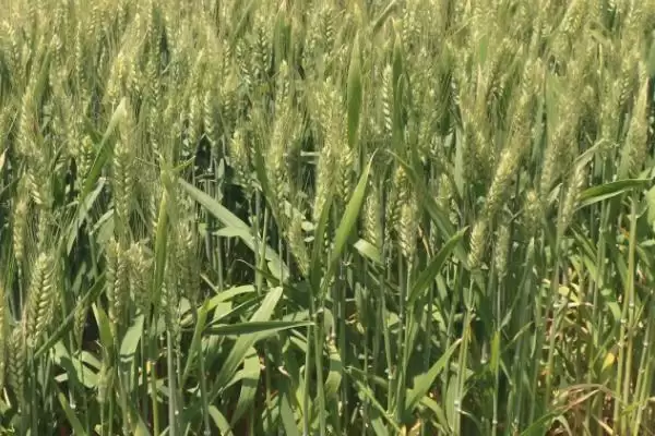 皖垦麦9号小麦种子抗病特性(皖垦麦9号中抗/中抗白粉病)?插图3 皖垦麦9号小麦种子抗病特性(皖垦麦9号中抗/中抗白粉病)?插图3