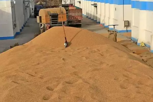 小麦种储存方法及把好五关具体内容(小麦种咋储存及把好哪五关)?插图4 小麦种储存方法及把好五关具体内容(小麦种咋储存及把好哪五关)?插图4