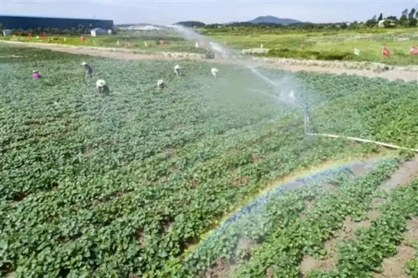 地瓜高产方法相关要点(地瓜高产方法，膨大期要追施复合肥、喷施叶面肥)？插图5