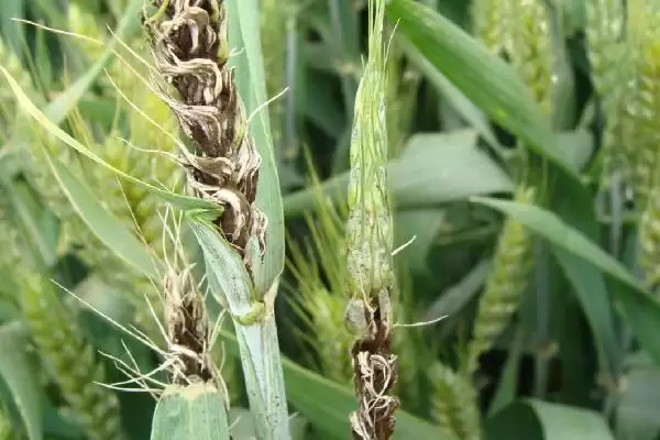 小麦病虫害种类及不同症状详细介绍(小麦病虫害有哪些及症状)？插图6