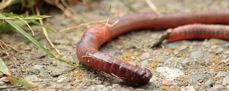 蚯蚓钓鱼挂钩方法介绍(用蚯蚓钓鱼根据对象采用不同挂钩法)？-会东网