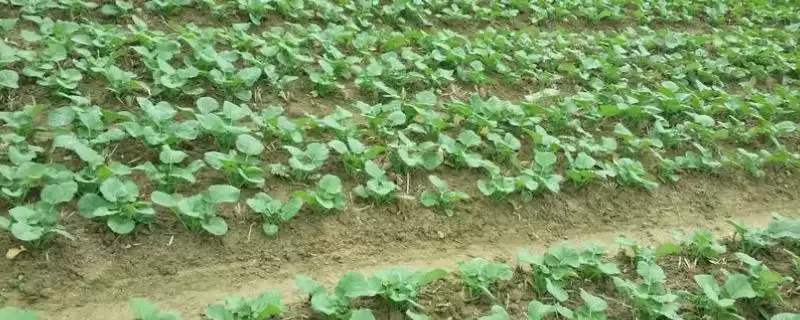 油菜高产种植技术与移栽密度确定(油菜高产咋种植及移栽密度确定)？-会东网