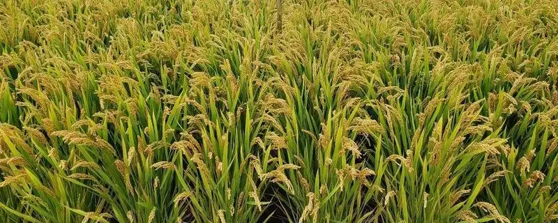 哈粳稻1号水稻种子播种期4月15-4月25日要点(哈粳稻1号水稻种子播种期要点)？-会东网
