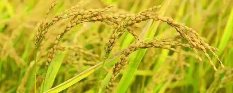 徽占499水稻种情况、所属类型(徽占499水稻种简介，中籼常规水稻品种)？-会东网