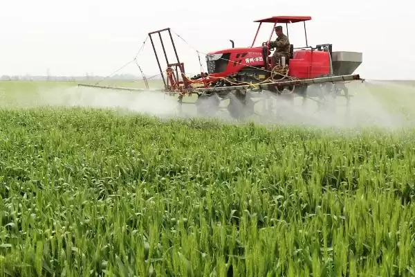 甘育3号小麦种子情况、灌水量(甘育3号小麦种子介绍，生育期灌水3-4次)？插图2