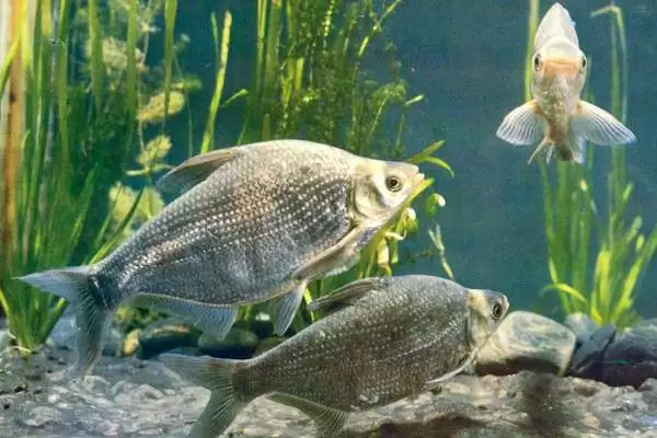 鳊鱼生长大小及常见个体重量情况(鳊鱼能长到多大及常见个体重量)？插图5
