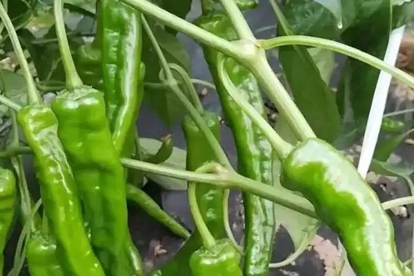 春季适合种植的蔬菜种类(春季适合种植哪些蔬菜，可种植油菜、春大蒜、茄子等)？插图4