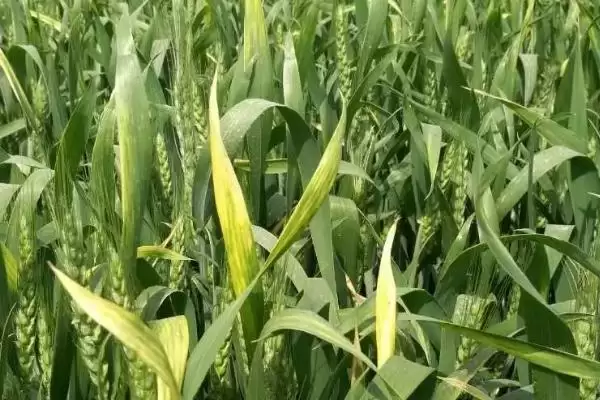 内麦628小麦种子播期介绍(内麦628适宜播种期10月上中旬)?插图3 内麦628小麦种子播期介绍(内麦628适宜播种期10月上中旬)?插图3