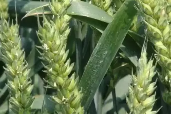 陇鉴9826小麦种子基本苗情况(陇鉴9826每亩基本苗25-35万)？插图3