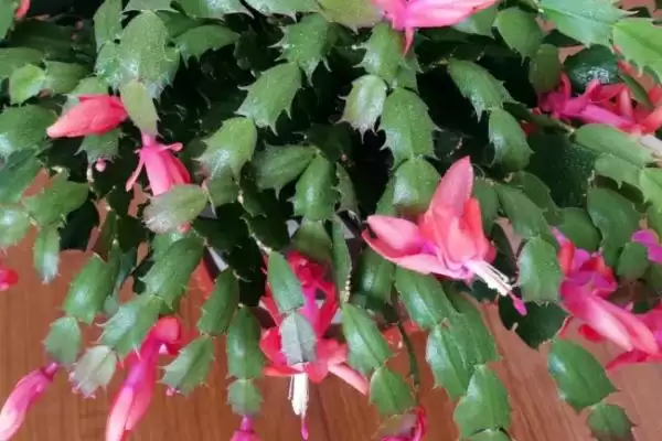 蟹爪兰介绍及仙人掌科肉质植物特性(蟹爪兰啥情况及仙人掌科特性)?插图1 蟹爪兰介绍及仙人掌科肉质植物特性(蟹爪兰啥情况及仙人掌科特性)?插图1