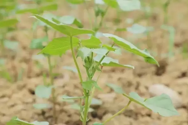 棉花育苗方法介绍(棉花播种前用温水浸种催芽育苗)？插图3