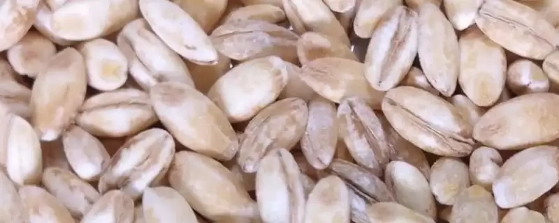 小麦种子保存方法及控制水分要点(怎样保存小麦种子及控制水分要点)？-会东网