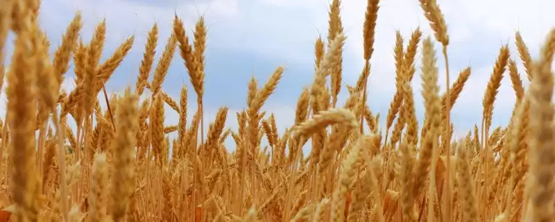 石麦22特征特性介绍(石麦22株型偏松散分蘖能力强)？-会东网