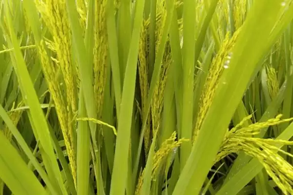 峰1优5号（试验名称：峰1优5号）水稻种子全生育期156天(峰1优5号水稻种子全生育期156天有何特点)？插图1