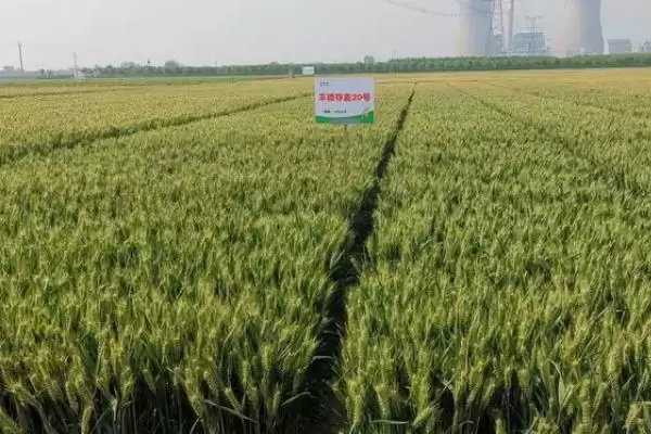 镇麦15品种简介与春性中熟品种特性(镇麦15品种简介及春性中熟品种特性)？插图8