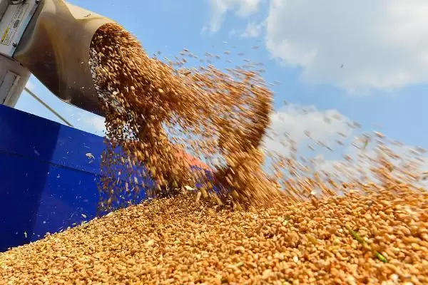 小麦种储存方法及把好五关具体内容(小麦种咋储存及把好哪五关)?插图1 小麦种储存方法及把好五关具体内容(小麦种咋储存及把好哪五关)?插图1