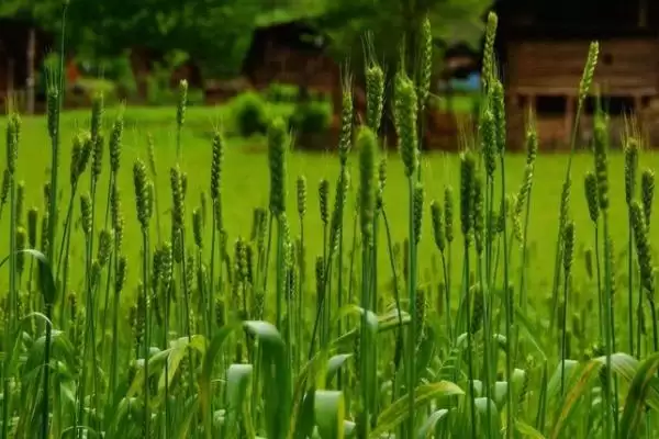 中科麦1816小麦品种简介与抗条锈病(中科麦1816小麦品种简介及抗条锈病)？插图2