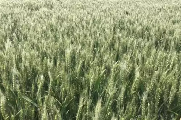 存麦633小麦品种特性、熟期情况(存麦633小麦品种的特性,与对照品种周麦18熟期相当)?插图2 存麦633小麦品种特性、熟期情况(存麦633小麦品种的特性,与对照品种周麦18熟期相当)?插图2