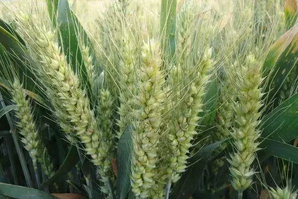 西高2号小麦品种防虫要点(西高2号注意防治条锈病)?插图2 西高2号小麦品种防虫要点(西高2号注意防治条锈病)?插图2