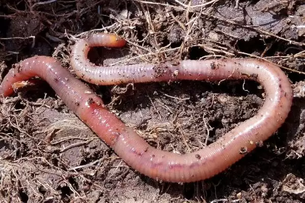 钓鱼用大蚯蚓和小蚯蚓对比(钓鱼用大蚯蚓好还是小蚯蚓好,各有优势)?插图3 钓鱼用大蚯蚓和小蚯蚓对比(钓鱼用大蚯蚓好还是小蚯蚓好,各有优势)?插图3