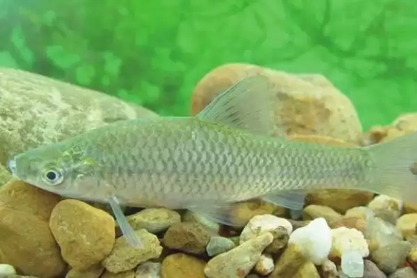 麦穗鱼简介(麦穗鱼原产地主要是亚洲)？插图2