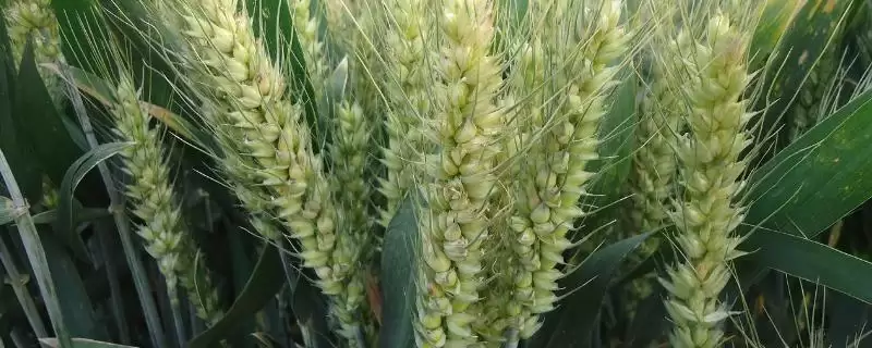 众岱100小麦种子简介与麦田管理要点(众岱100小麦种子简介及麦田管理要点)?-会东网